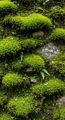 Obraz premium Lush Moss Growth on a Textured Stone Surface.