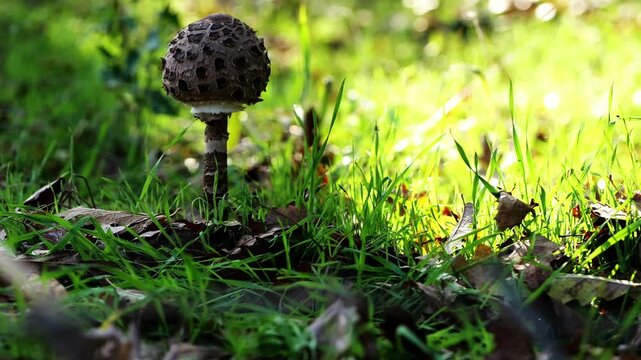 Smooth handheld cinematic footage of a closed Macrolepiota procera mushroom in a sunlit autumn oak forest with glowing grass and fallen leaves.