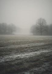 Obraz premium Misty landscape with barren trees.