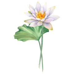 Lotus white with leaves and a dragonfly on an isolated background. Watercolor botanical illustration of hand painted water lily flowers. Chinese and Indian design for postcards and invitations.