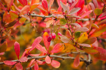 Barberry (Berberis vulgaris) branch fresh ripe berries natural green background Berberis thunbergii (Latin Berberis Coronita) Barberry berries fruits bush colorful floral autumn season shallow focus
