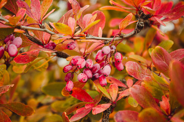 Barberry (Berberis vulgaris) branch fresh ripe berries natural green background Berberis thunbergii (Latin Berberis Coronita) Barberry berries fruits bush colorful floral autumn season shallow focus