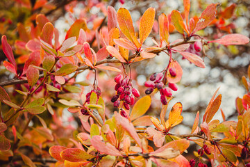 Barberry (Berberis vulgaris) branch fresh ripe berries natural green background Berberis thunbergii (Latin Berberis Coronita) Barberry berries fruits bush colorful floral autumn season shallow focus