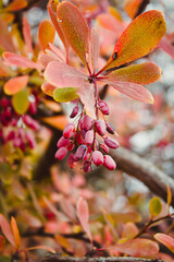 Barberry (Berberis vulgaris) branch fresh ripe berries natural green background Berberis thunbergii (Latin Berberis Coronita) Barberry berries fruits bush colorful floral autumn season shallow focus