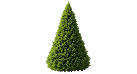 3d conical evergreen tree realistic foliage isolated on transparent background