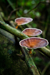 Close-up of golden bracket fungi growing on mossy wood in Khao Yai nature trail. Ideal for ecological, botanical, or forest background themes.