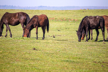 Horses are feeding on green grass. A herd of wild horses grazing in the countryside. Animal. Farm life
