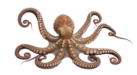 Obraz premium Detailed illustration of a common octopus with textured skin isolated on transparent background