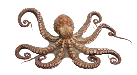 Detailed illustration of a common octopus with textured skin isolated on transparent background