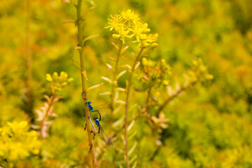 Blue Damselfly Resting on Yellow Sedum Plant Macro