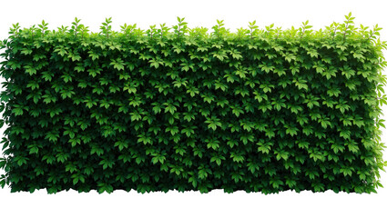 Dense rectangular green hedge wall featuring lush foliage and vibrant texture isolated on transparent background.