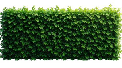 Dense rectangular green hedge wall featuring lush foliage and vibrant texture isolated on transparent background.