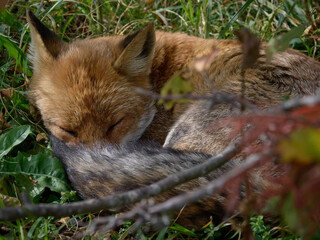 Una volpe che dorme tra la vegetazione