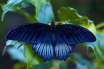 Butterfly of tropical region hatched in butterfly house