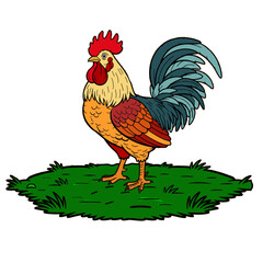 Vector illustration of a proud rooster on green grass with bright feathers, isolated on a white background