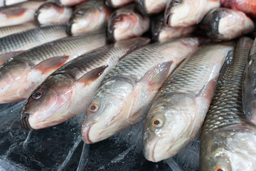 Fresh fish lies on ice in a supermarket