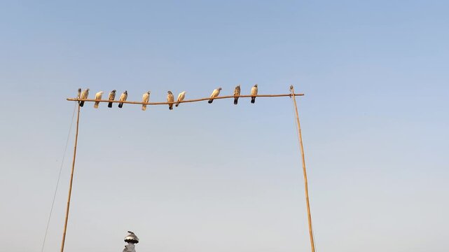 Some pet pigeons sitting in line on the pigeon on polls. pigeon lined up on polls blue and white sky view.