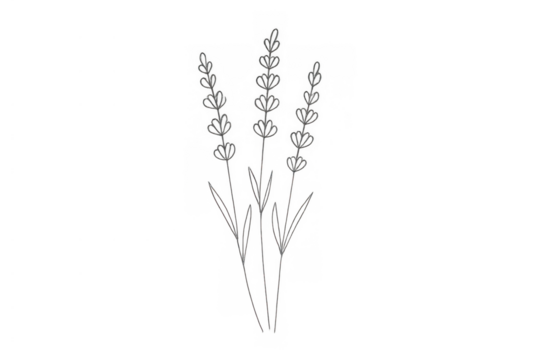 Lavender flower line art drawing with outline botanical plant design on transparent background