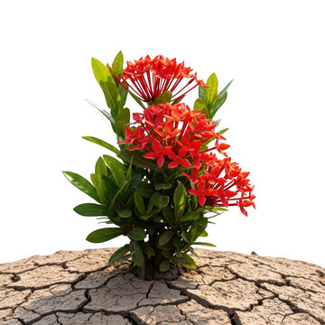 Red ixora flowers growing in cracked dry earth isolated on transparent background