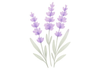 Obraz premium Lavender watercolor drawing representing natural beauty, herbal essence, and botanical illustration style on transparent background
