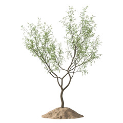 Fototapeta premium Small green tree with sparse leaves isolated on transparent background
