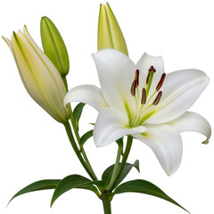 Fototapeta premium White lily flower with buds isolated on transparent background