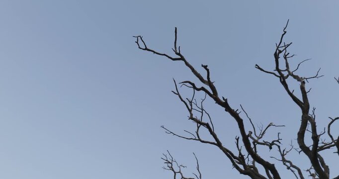 Dry Tree Branches Against a Dark Blue Sky in a Mysterious Atmosphere