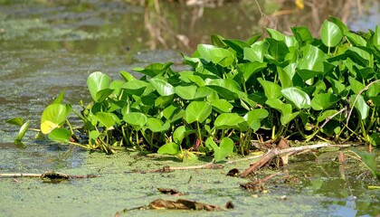 Water Hyacinth Plants Floating on Pond Green Leaves Aquatic Growth Nature Serenity