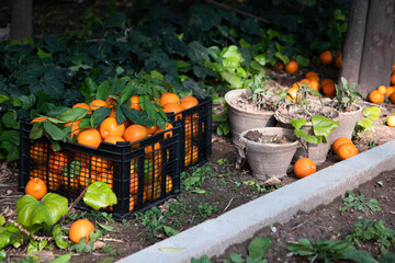 Oranges on the ground. Summer time