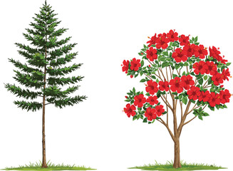 Fototapeta premium Evergreen Conifer Tree and Red Flowering Shrub Botanical Vector Illustration with Green Grass, Nature Contrast, Seasonal Tree Comparison for Stock Use