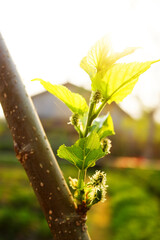 Close up green young plant growing up on a branch in natural sunlight