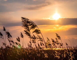Silhouette of reeds and grasses in the warm glow of sunset