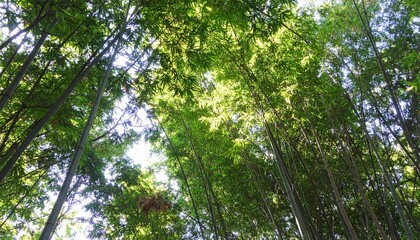 Obraz premium Bamboo Forest Canopy Overhead View Upward Perspective Green Trees Sunlight Bright