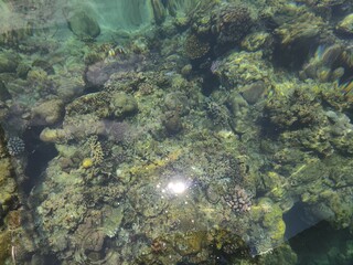 Vibrant, sunlit coral reef visible through clear, shallow water, showcasing diverse marine life and textures in a healthy underwater ecosystem.