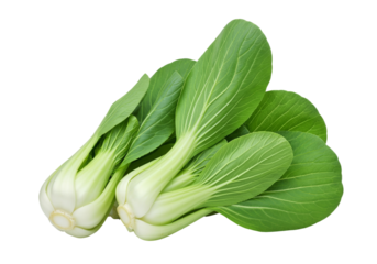 Fresh Bok Choy Greens Isolated On A Gradient Green Background