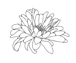 Hand drawn chrysanthemum flower outline isolated on white background