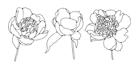 Hand drawn peony flowers sketch isolated on white background
