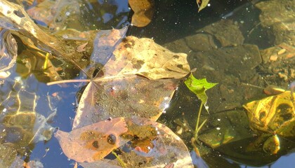Autumn Leaves Reflections in Pond Water Small Plant Shiny Sunlight Aquatic