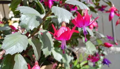Fototapeta premium Christmas Cactus Blooming in Red Display Plant Close Up