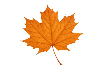 Obraz premium Maple leaf displaying vibrant orange color and texture, symbolizing autumn season with transparent background