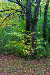 Autumn forest. Brown leaves on the ground. Green bushes, some yellow leaves. Trunks of deciduous trees.