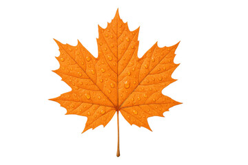 Obraz premium Maple leaf displaying vibrant orange color and water drops, symbolizing autumn season and nature, transparent background