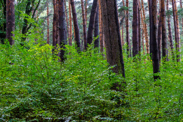 Obraz premium An autumn forest. Coniferous tree trunks stand among thickets of green bushes and leaves. The damp ground is covered with bright green grass.