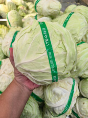 Holding a Head of Fresh Cabbage © pixelbleed