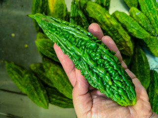 Hand Holding Green Bitter Melon