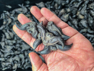 Hand Holding Water Caltrops