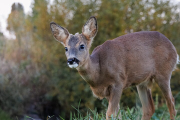 A young male roe deer walks toward the camera on green grass against a backdrop of bushes on an autumn evening.