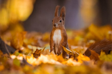 A cute, fluffy red squirrel stands on the ground among fallen maple leaves, looking toward the camera on a sunny autumn day.	