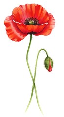 鮮やかな赤いケシの花と蕾