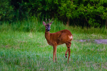 Young roe deer standing on green meadow looking curiously towards camera. Wild deer in natural meadow habitat, calm summer evening, low angle wildlife photo, peaceful nature and animal life concept